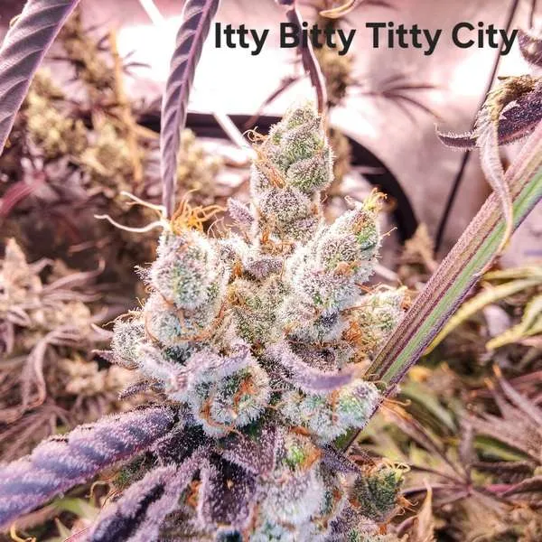An image of Itty Bitty Titty City