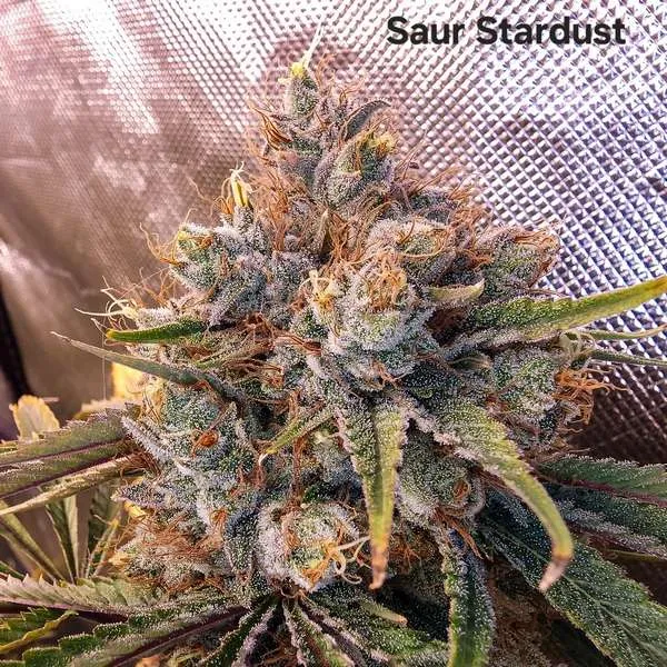 An image of Saur Stardust