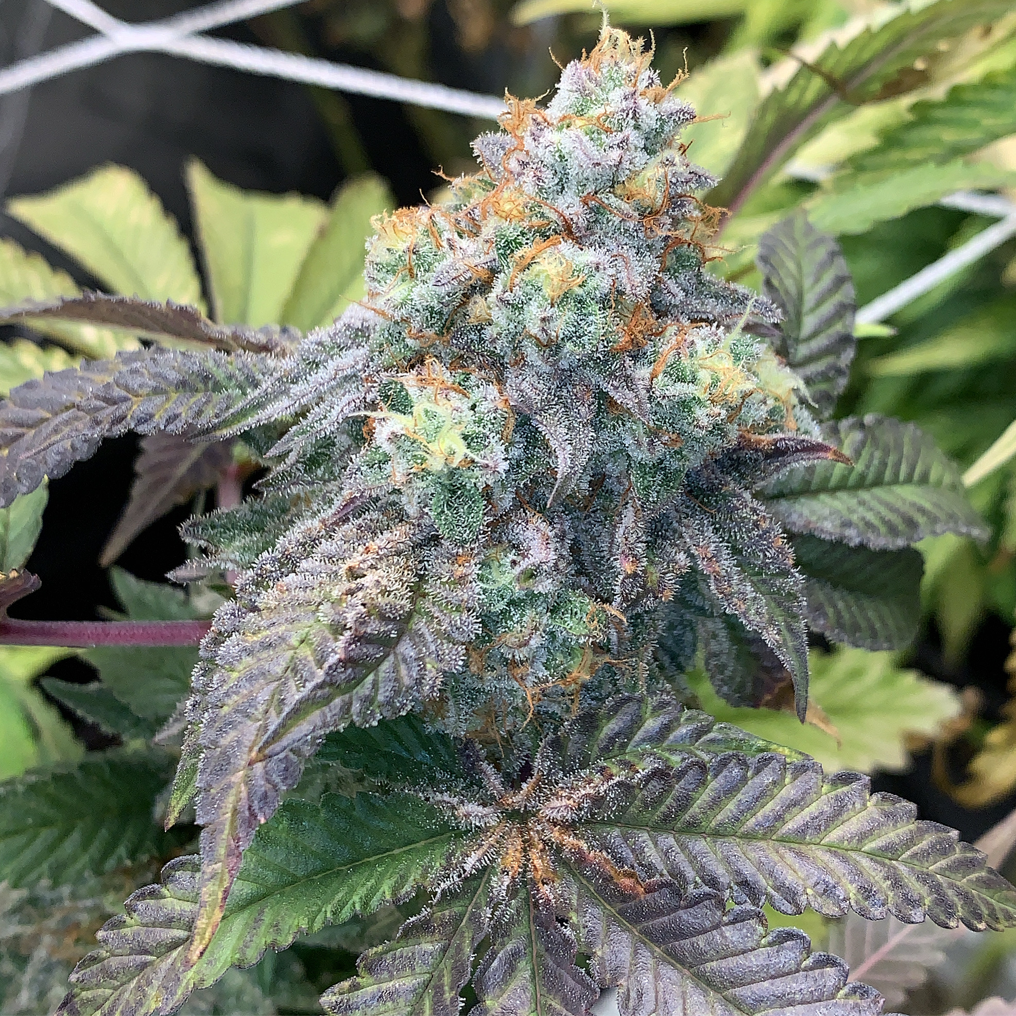 An image of Moonijuana
