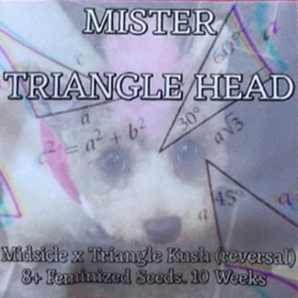 An image of Mr. Triangle Head