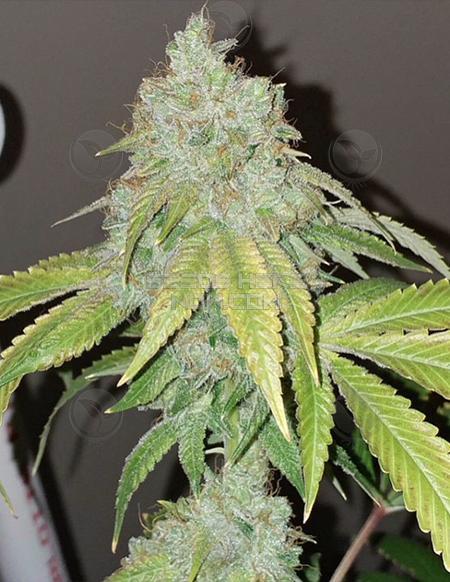 An image of Foo OG Kush