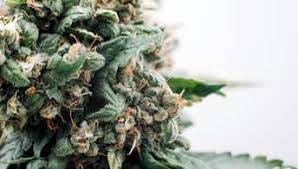 An image of Grape Slammer