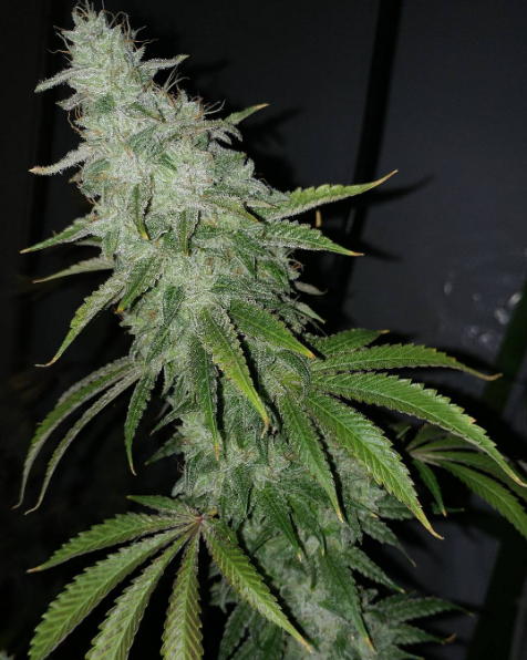 An image of Skyline Sour