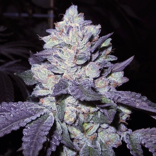 An image of Bubba Cookies