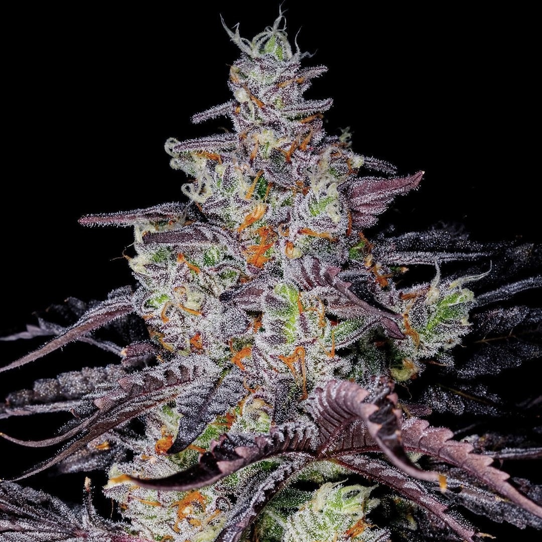 An image of Sundae Driver