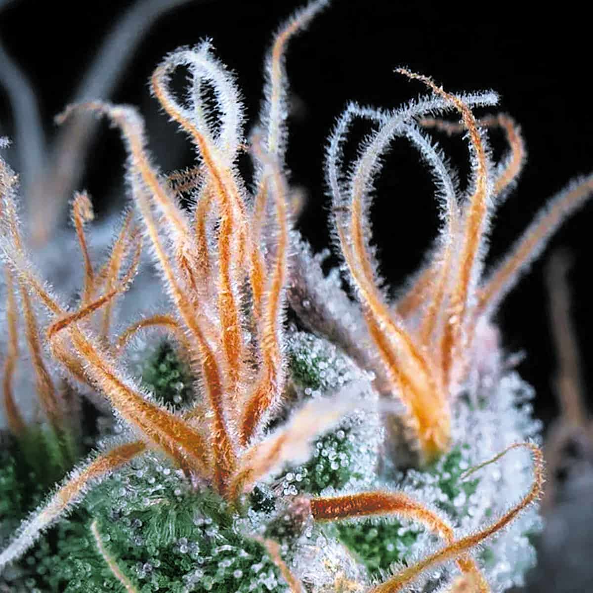 An image of Auto John Weed