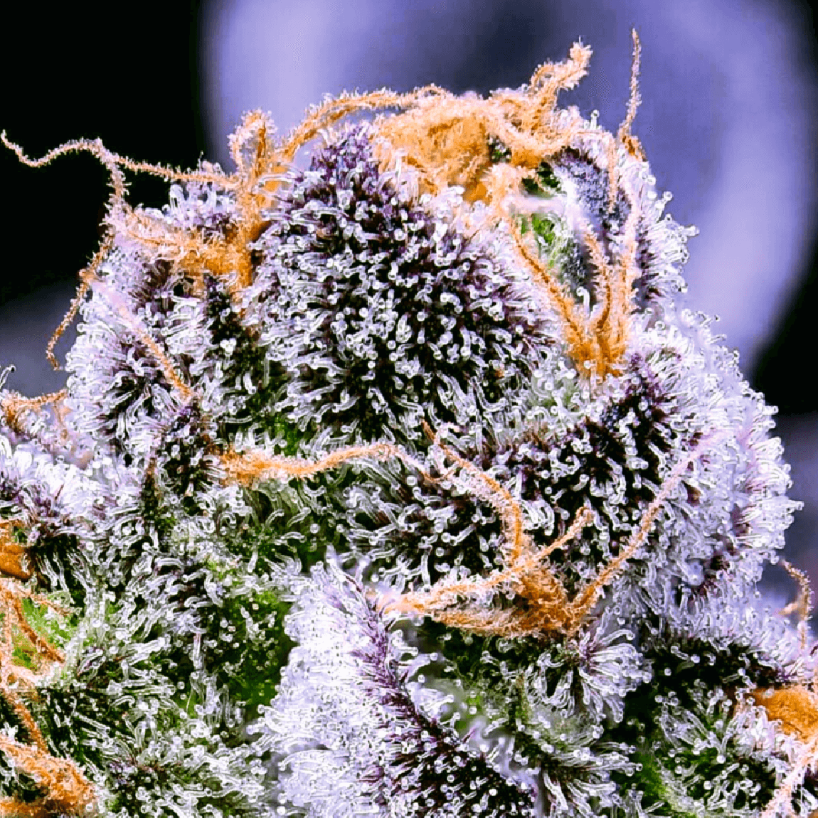 An image of Auto 77 Days