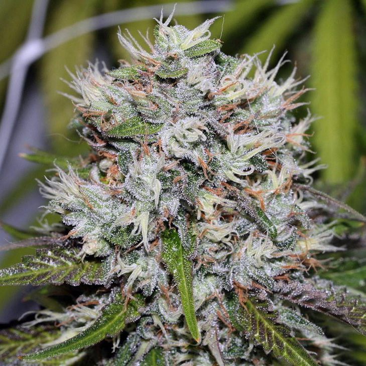 An image of Auto Amnesia