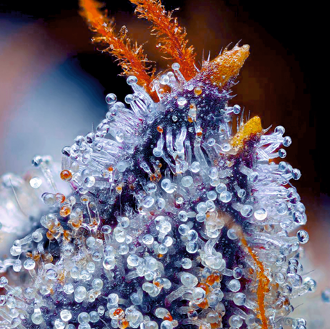An image of Auto Blue Cheese