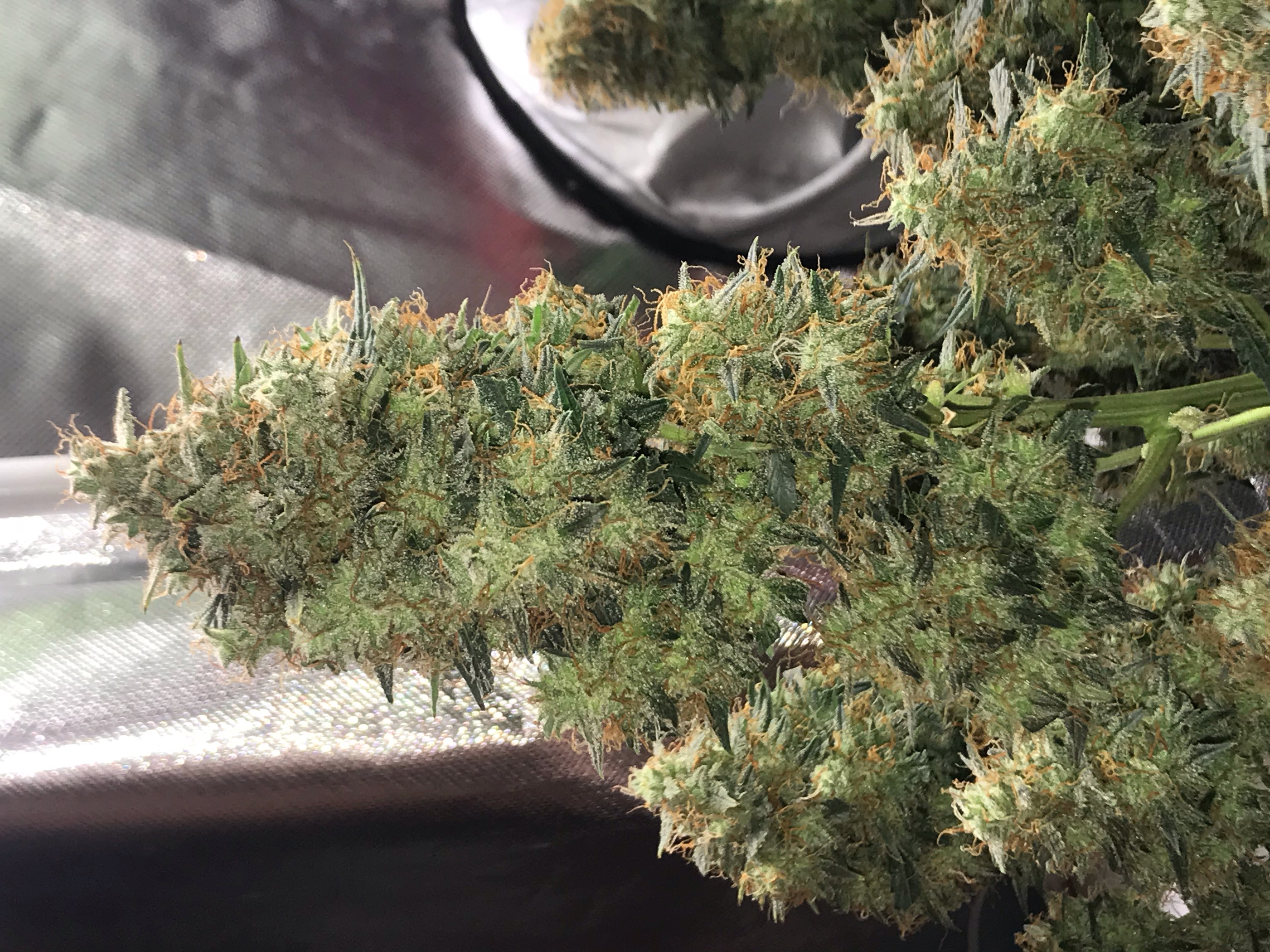 An image of Auto Blueberry