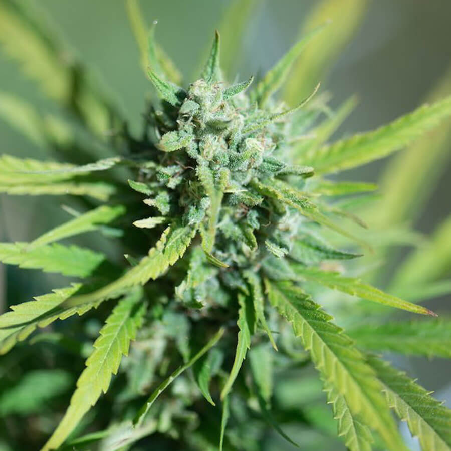 An image of Auto CBD Angel