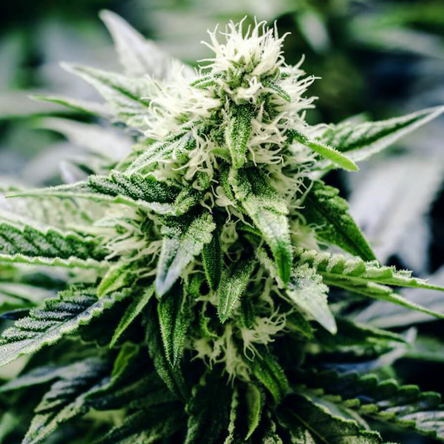 An image of Auto CBD Monster