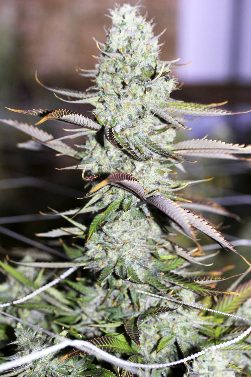 An image of Auto Opium