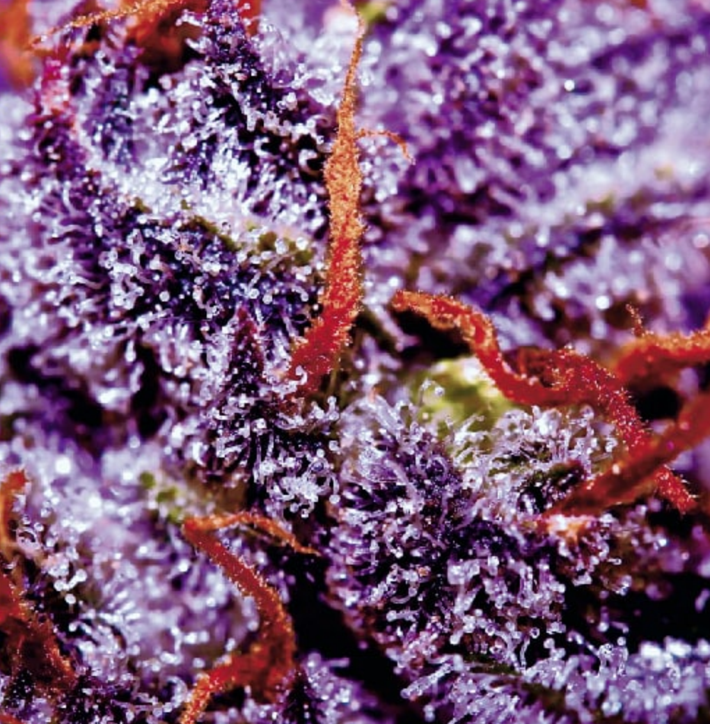 An image of Auto Purple Opium