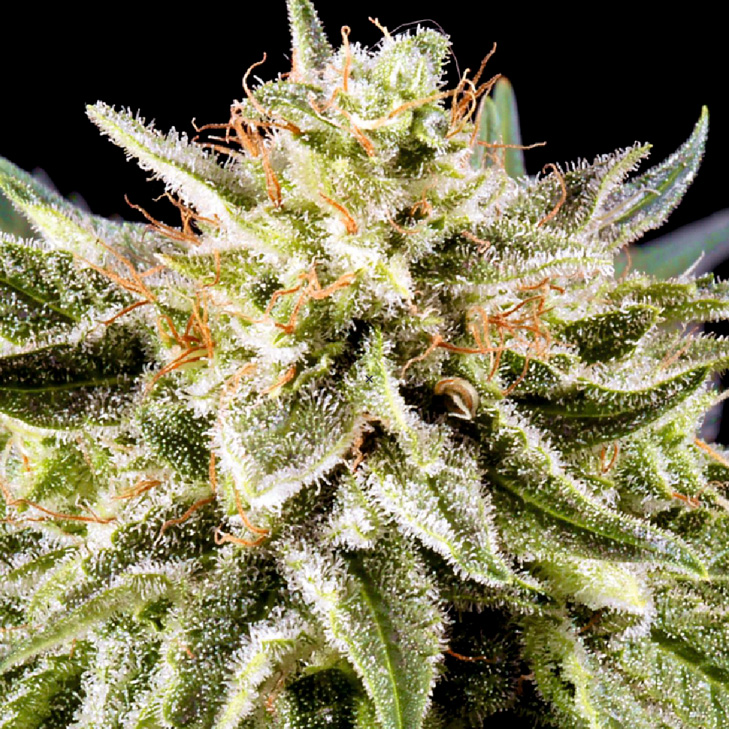 An image of Auto White Russian