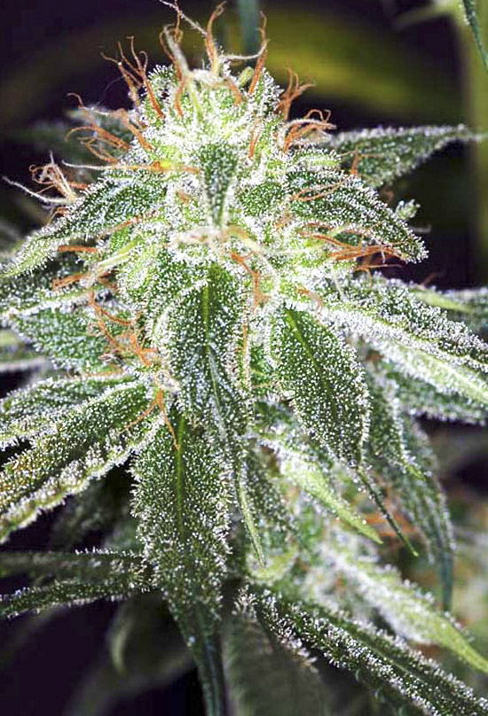 An image of Auto White Widow