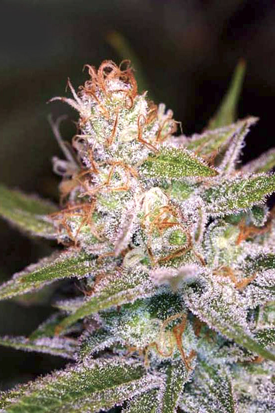 An image of Divine Indica