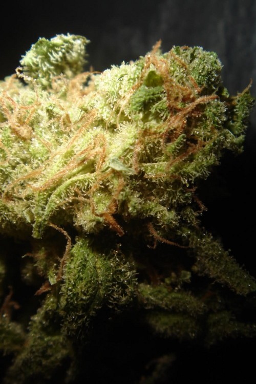 An image of Choco Cheese