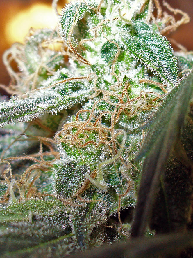 An image of Chocolope-Skunkberry