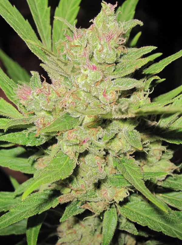 An image of Critical Dynamite