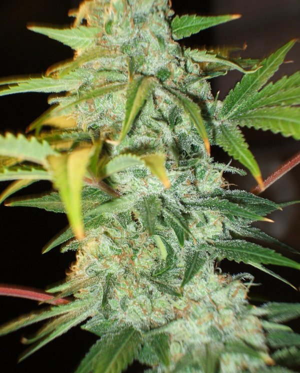 An image of Magic Mango