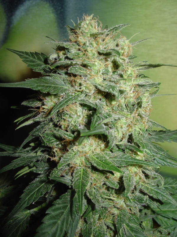 An image of Northern Light Auto
