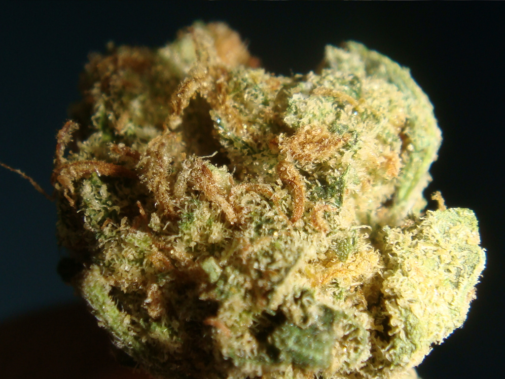 An image of White Amnesia