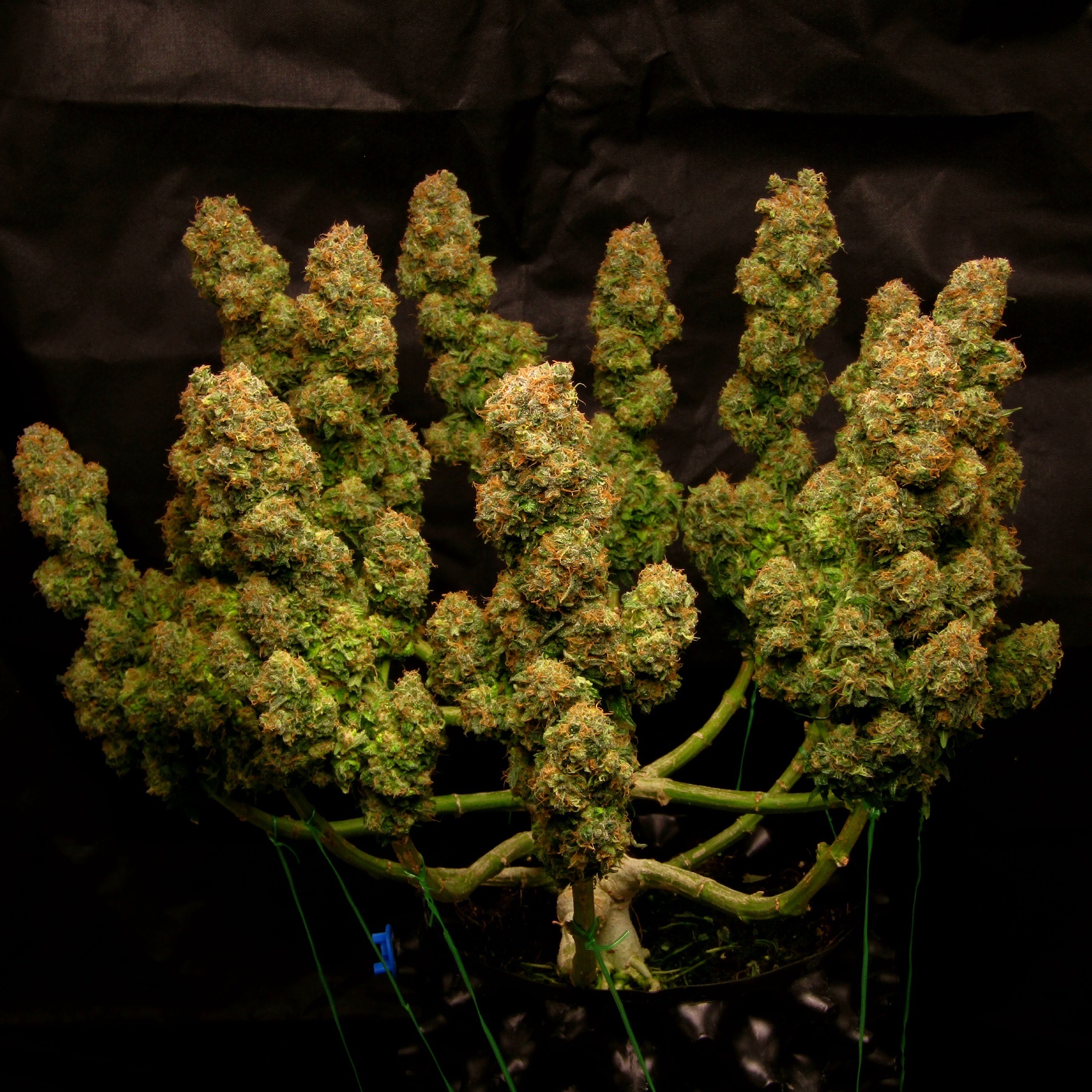 An image of Cali Crasher