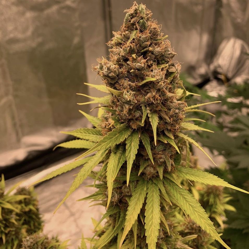An image of Diesel Fast F1 BX