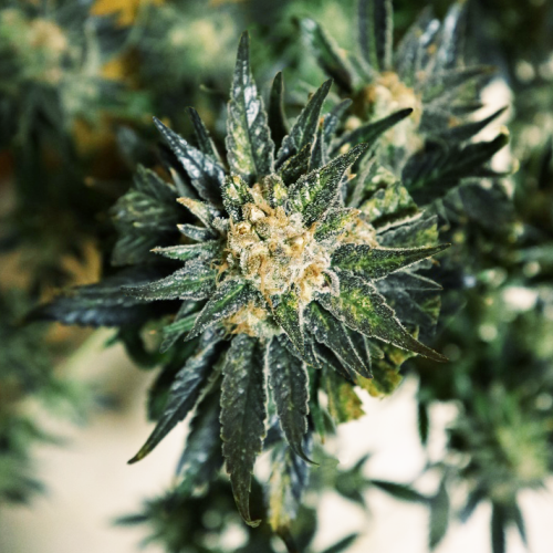 An image of DC Kush