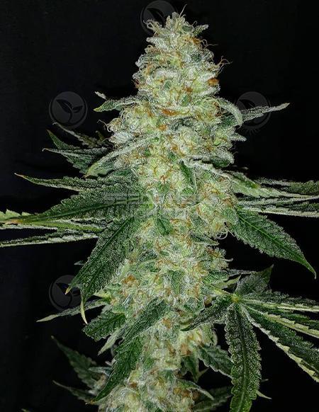 An image of FreeBird