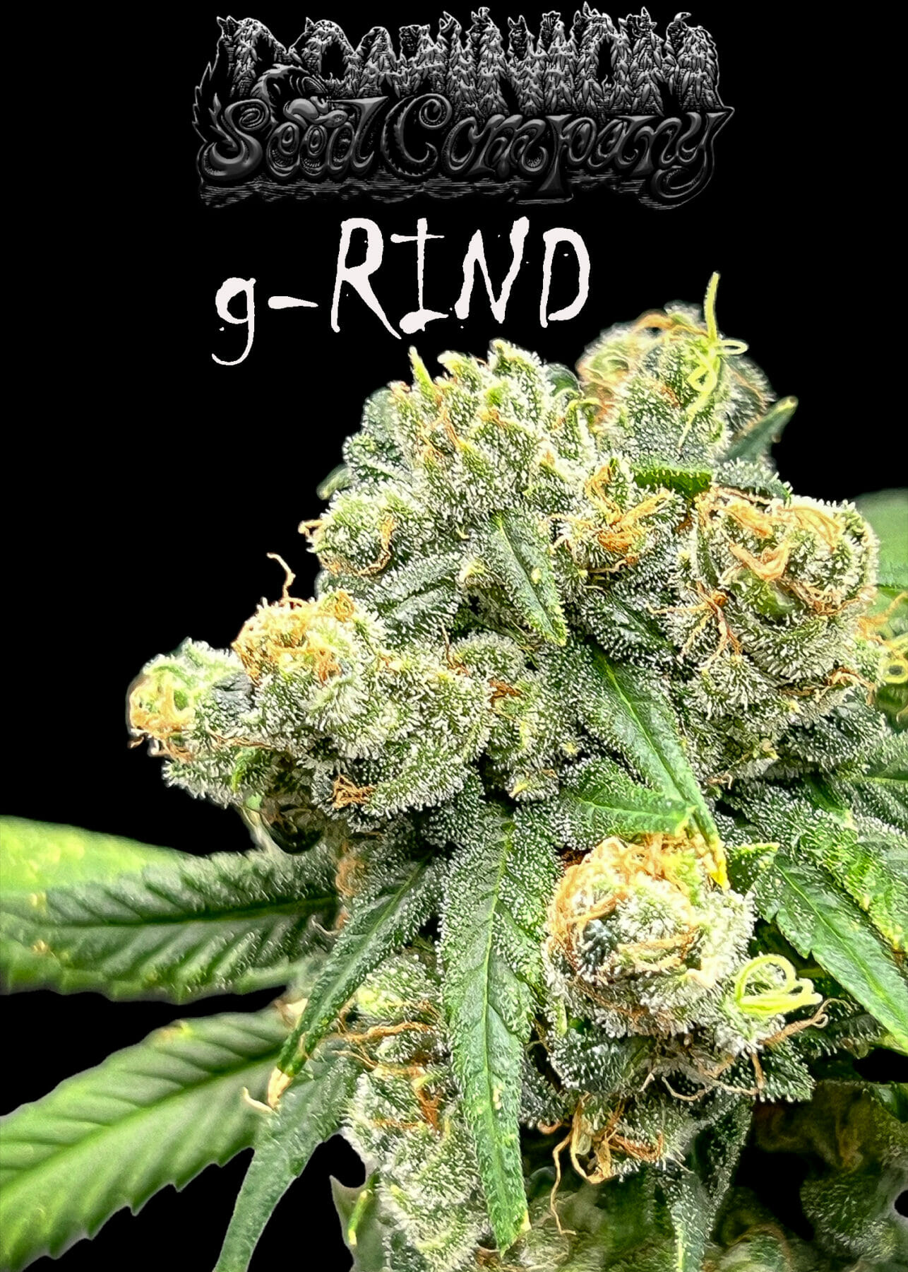 An image of G-Rind