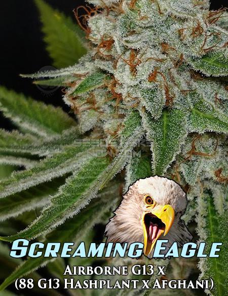 An image of Screaming Eagle