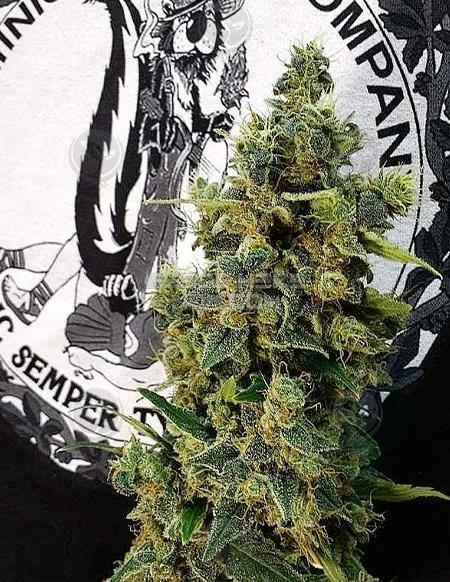 An image of Shineapple