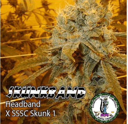 An image of Skunkband