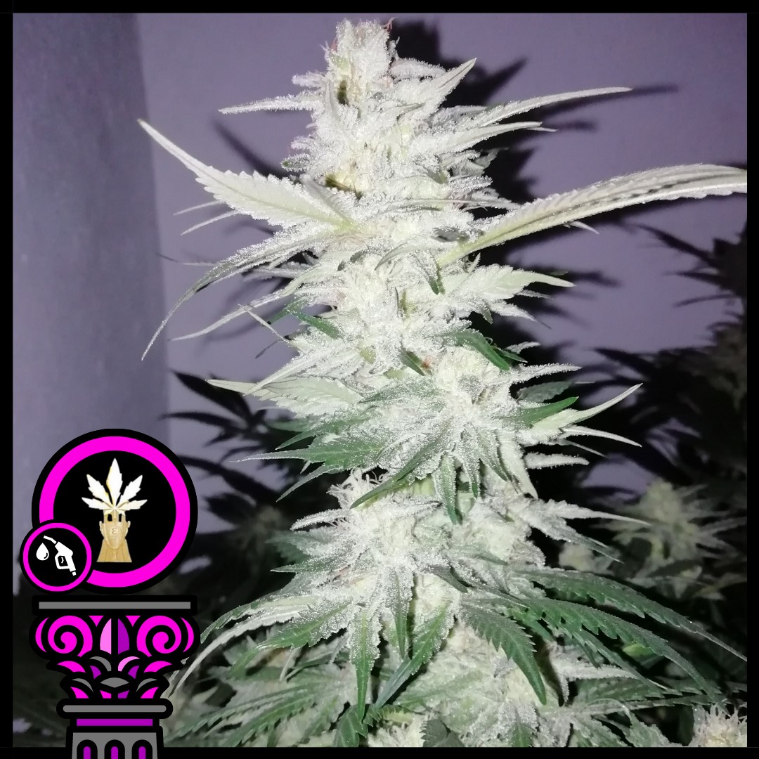 An image of Bruce Banner