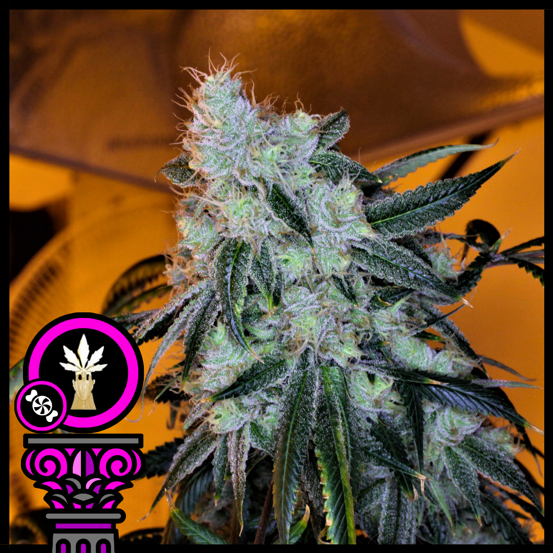 An image of Oregon Bud