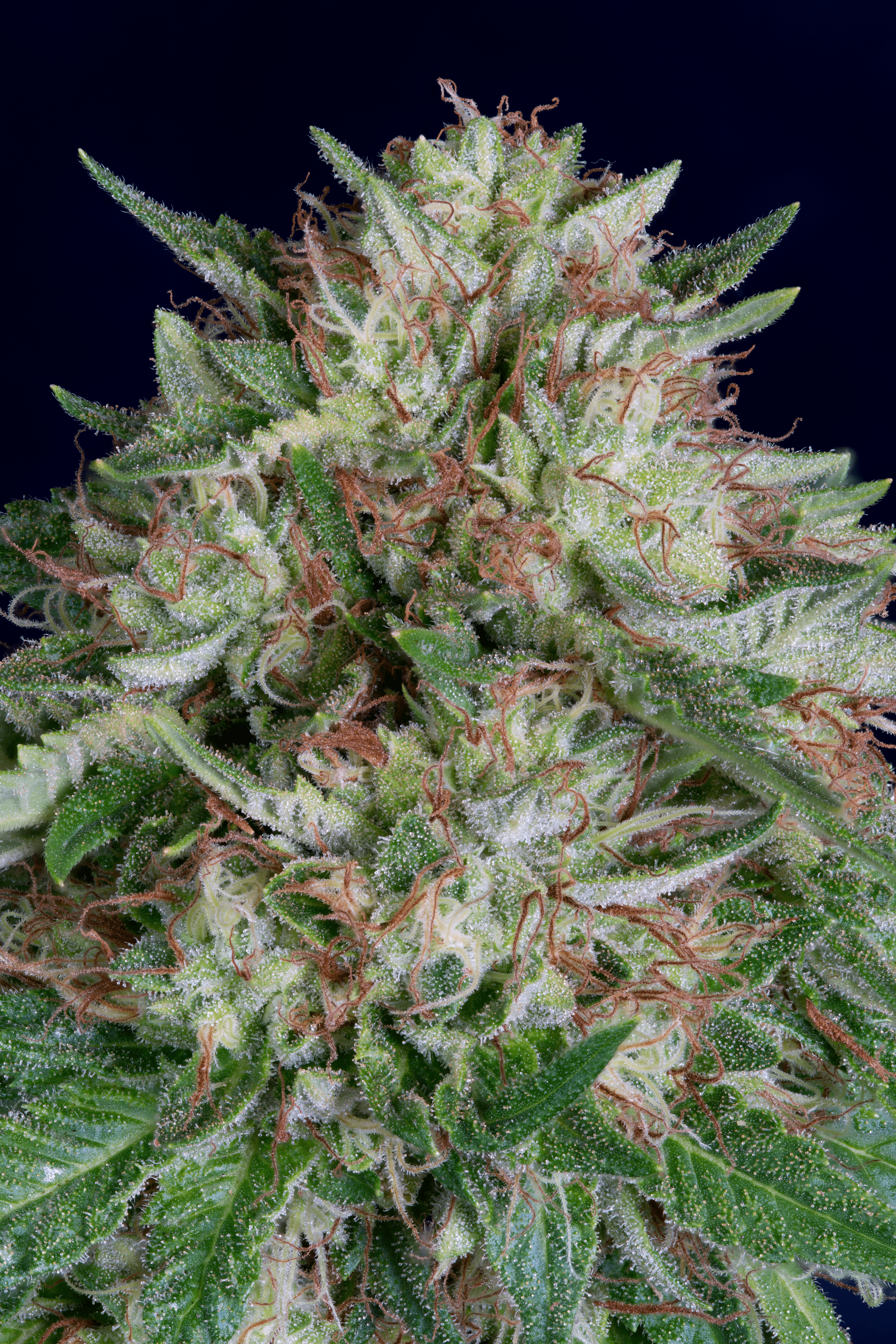 An image of Don AK Auto