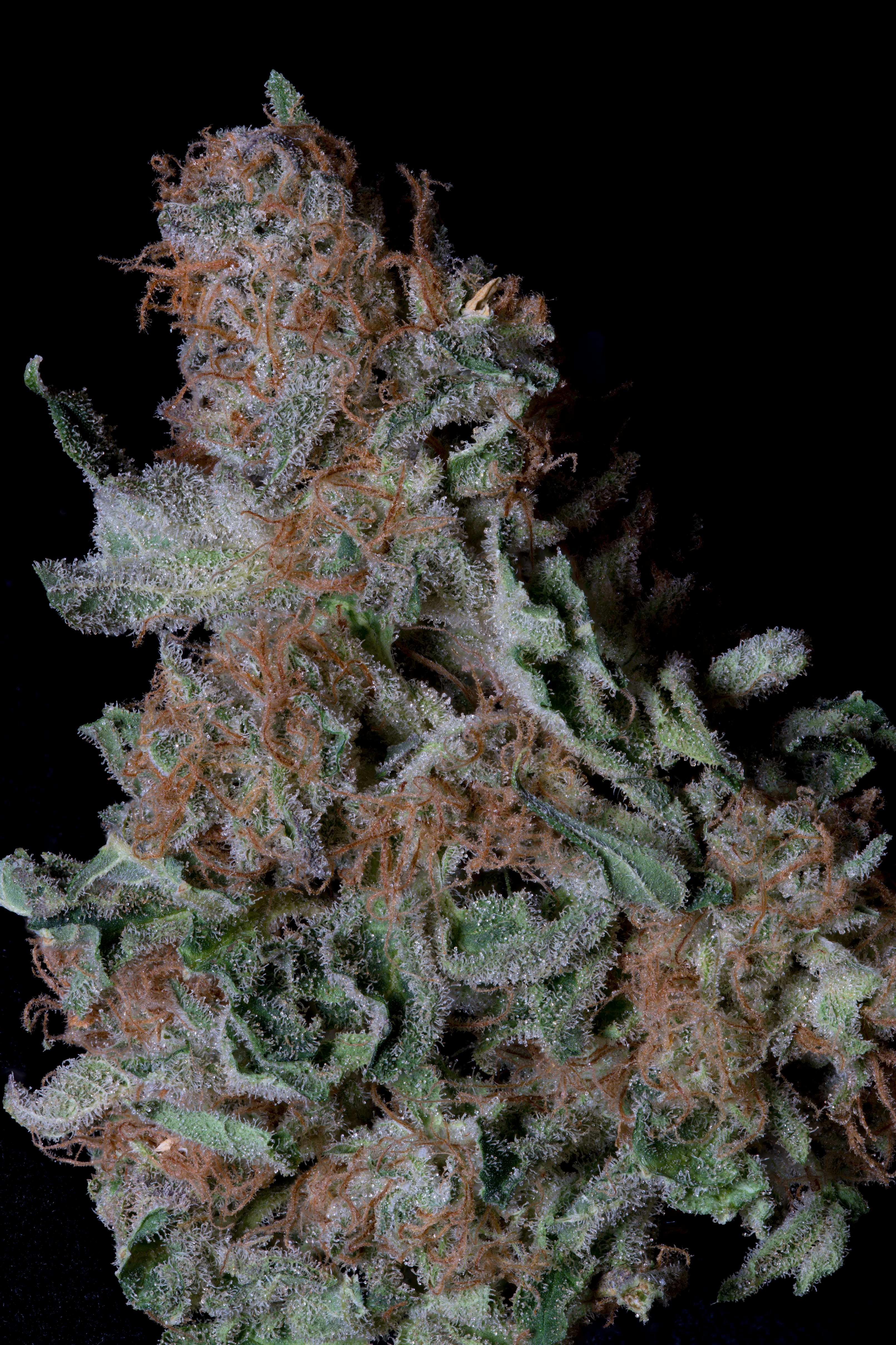 An image of Don Blueberry Cookies