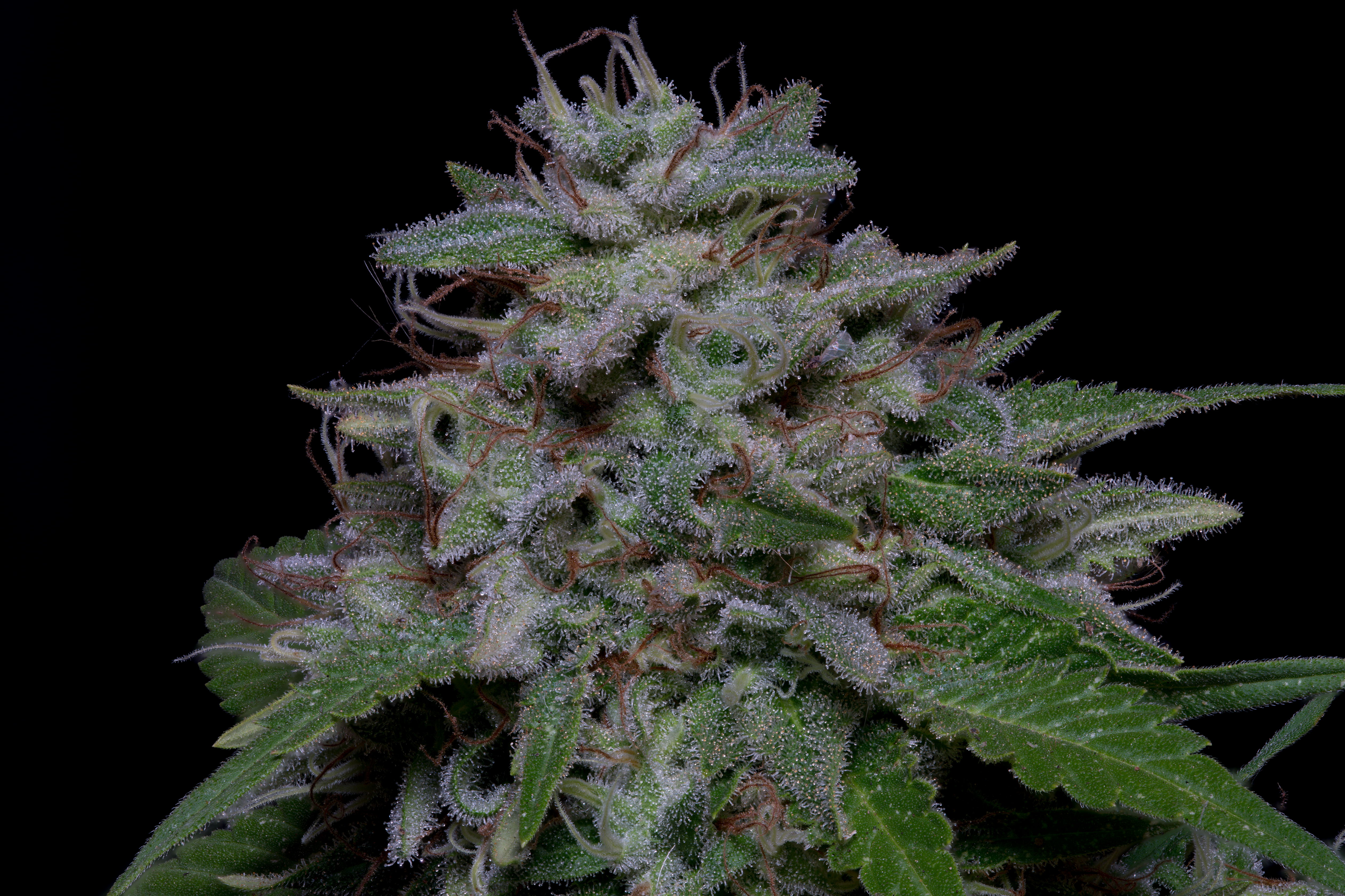 An image of Don Do Si Glue