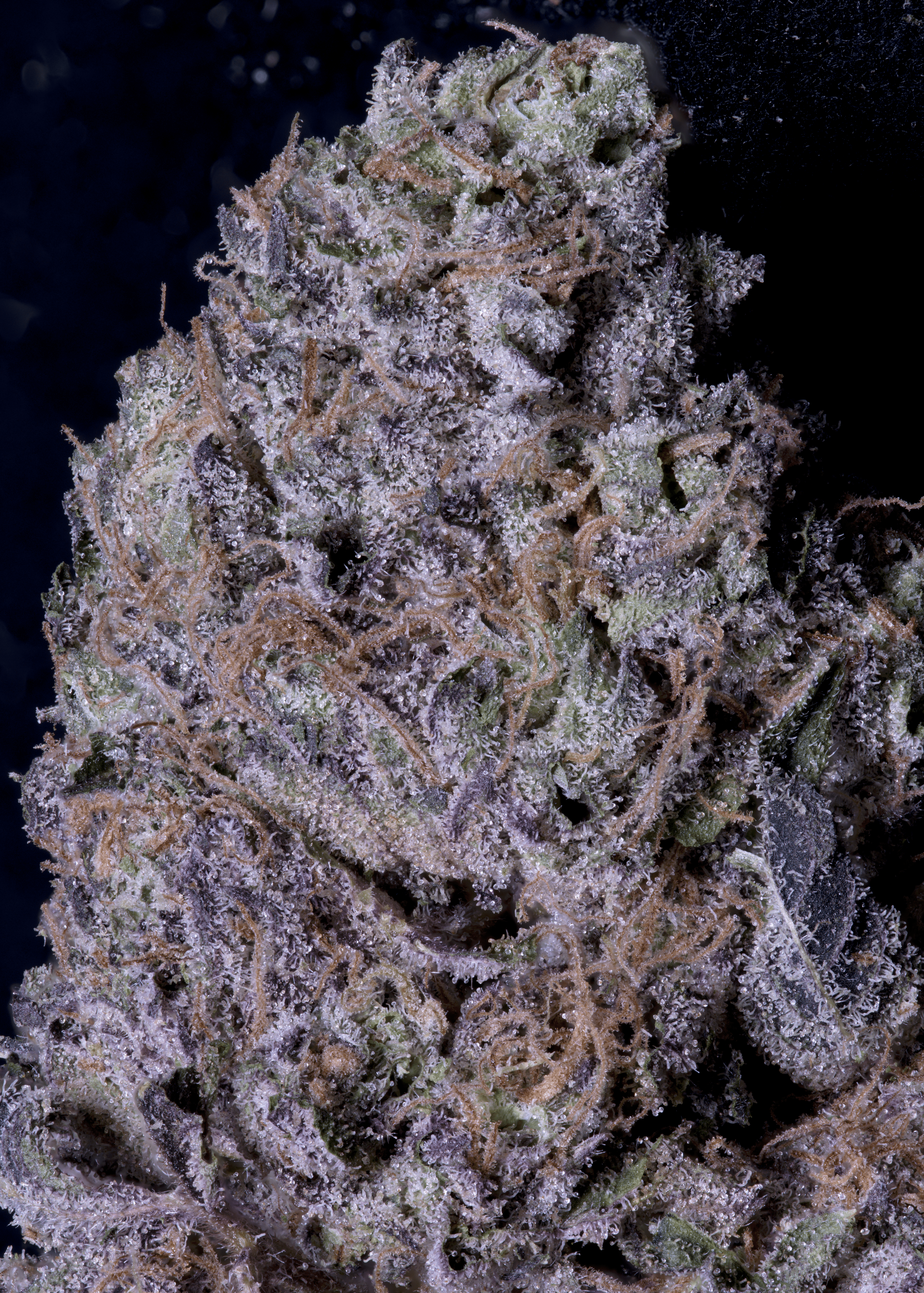 An image of Don Gelato