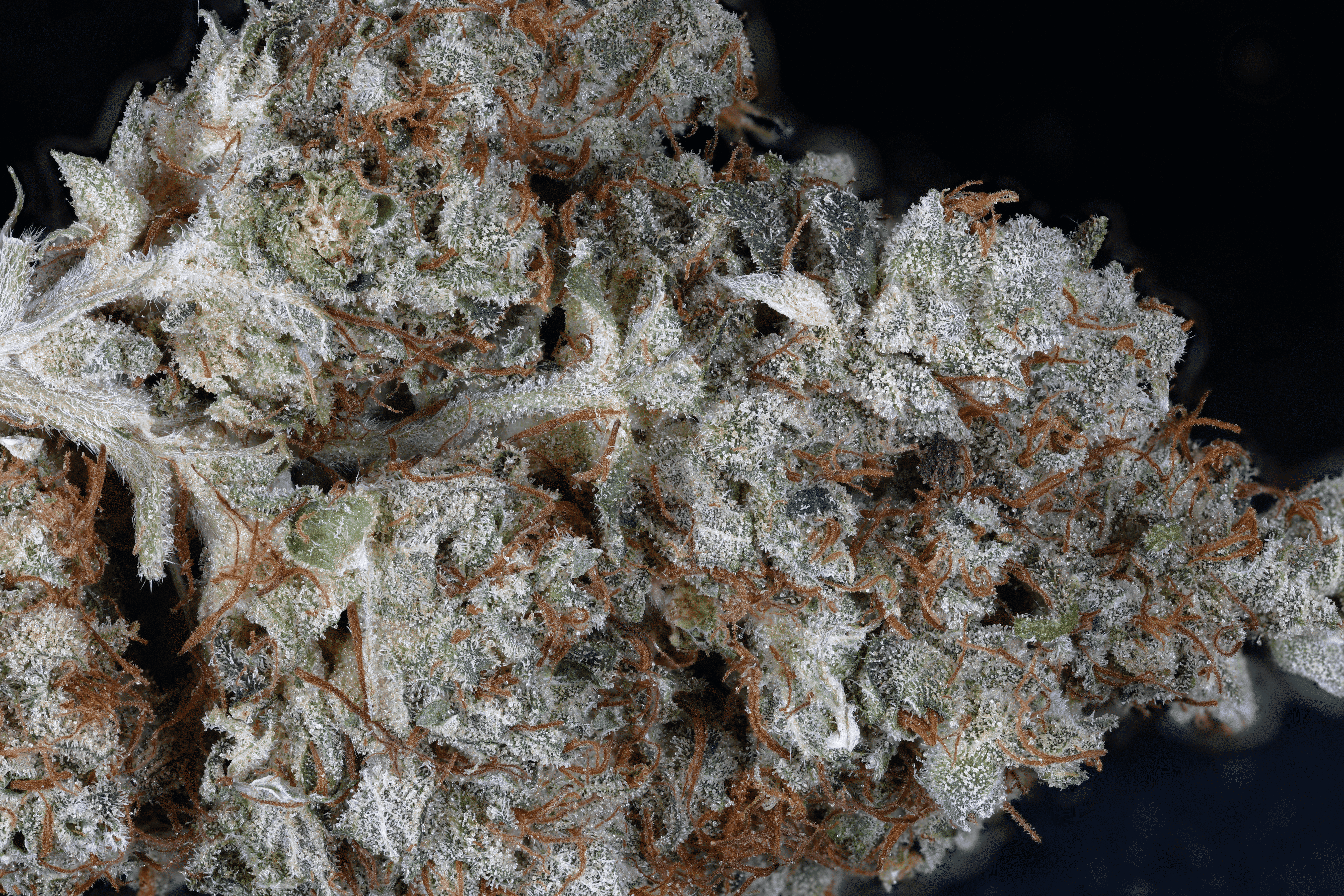 An image of Don Gorilla Glue