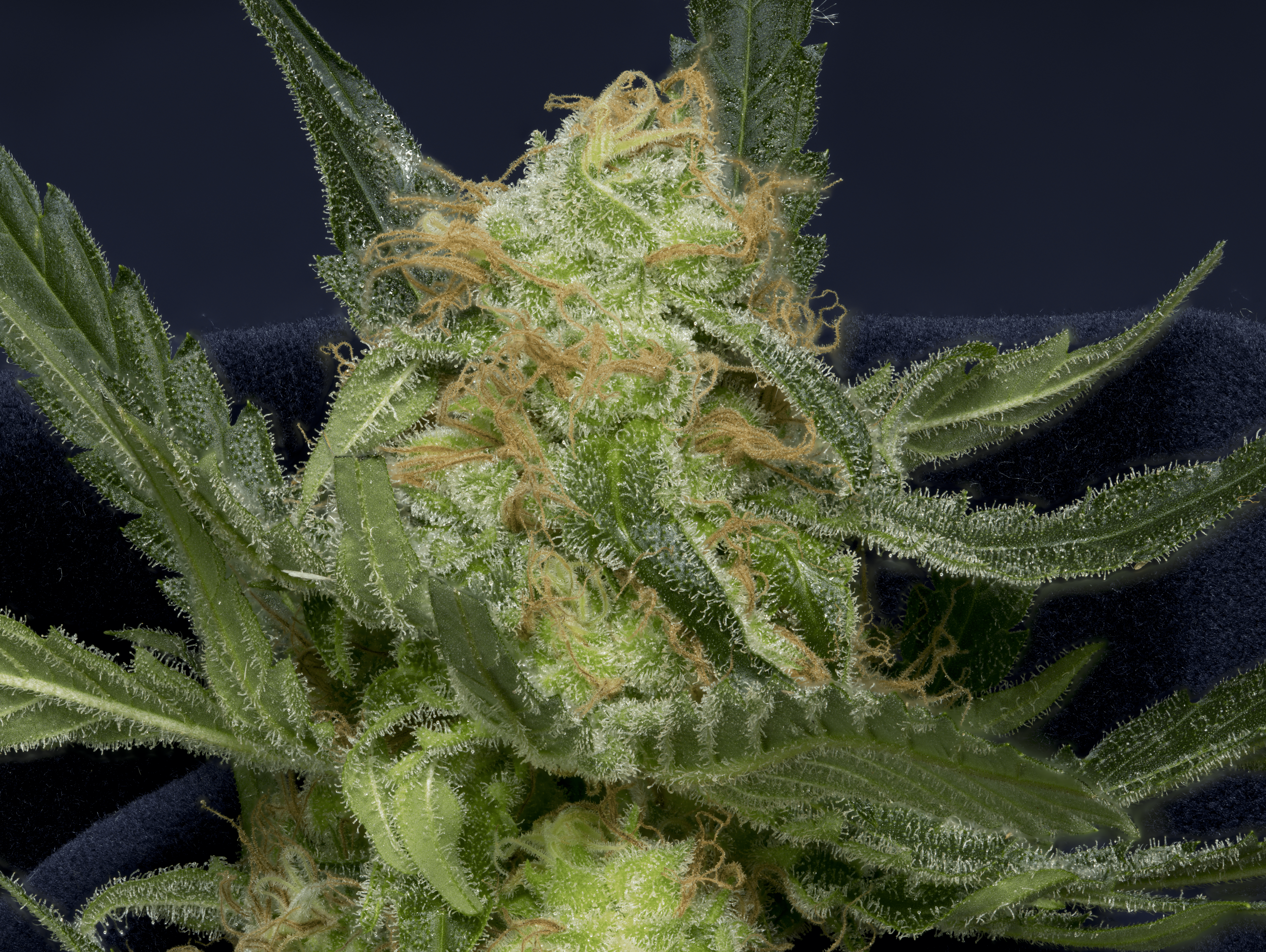 An image of Don Gorilla Glue Auto