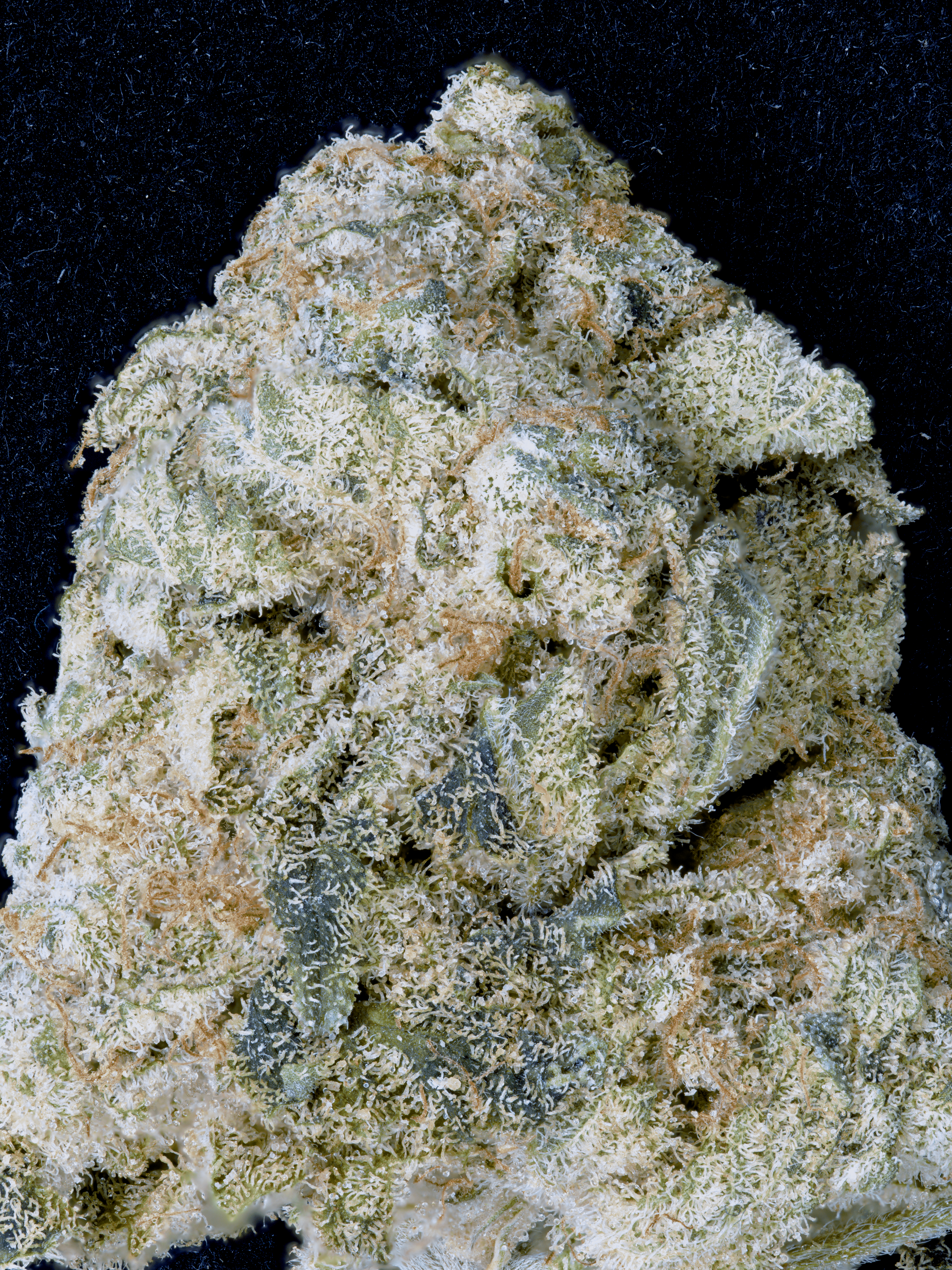 An image of Don OG Kush