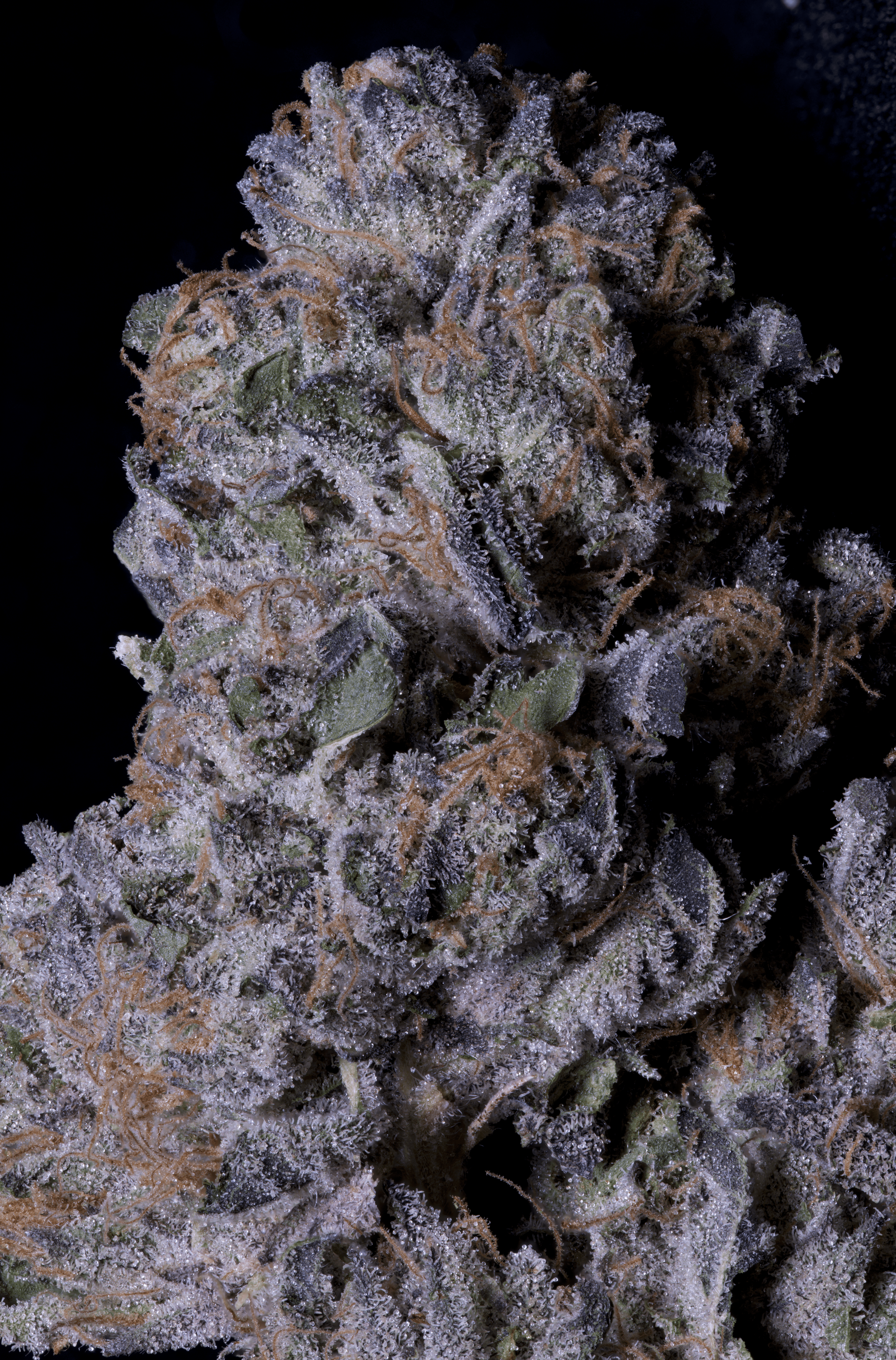 An image of Don Purple Dick
