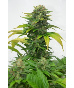 An image of Haze Widow