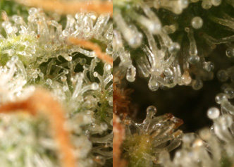 An image of Blueberry Jam