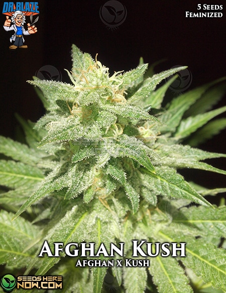 An image of Afghan Kush