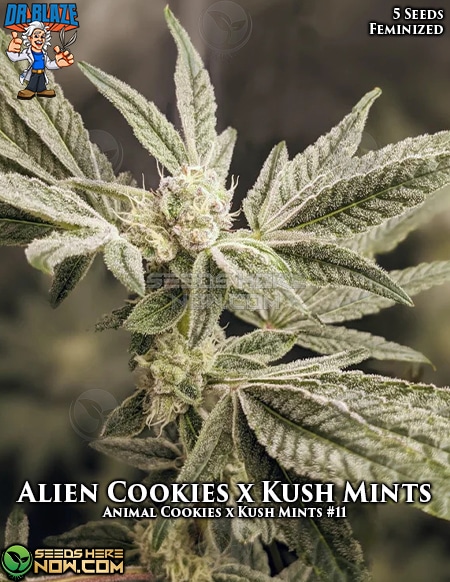 An image of Alien Cookies x Kush Mints