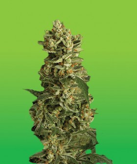 An image of Amnesia Haze